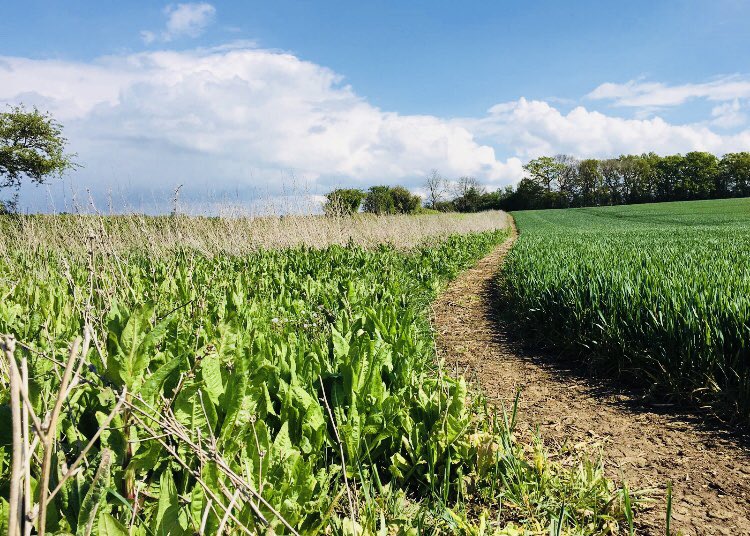 2nd year autumn planted Royal MK4 a few weeks ago in much sunnier weather! The Utopia and Kale x Rape have died back letting the chicory and sweet clover kick on nicely. 

This will aid as nesting and brood rearing cover before providing holding and driving cover this season .