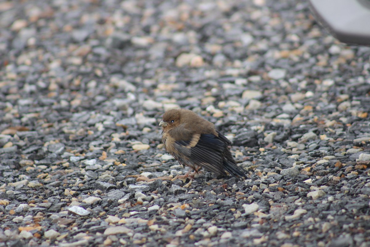 carrigmurf's tweet photo. Hi @BirdWatchIE, do you know what bird this is? https://t.co/5FSGagLUiD