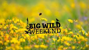 SWTlearningteam's tweet image. It's going to be dry at the weekend! Join us for den building on the beach @VisitFelixstowe to celebrate Fathers' day. Booking essential @suffolkwildlife #bigwildweekend #30dayswild