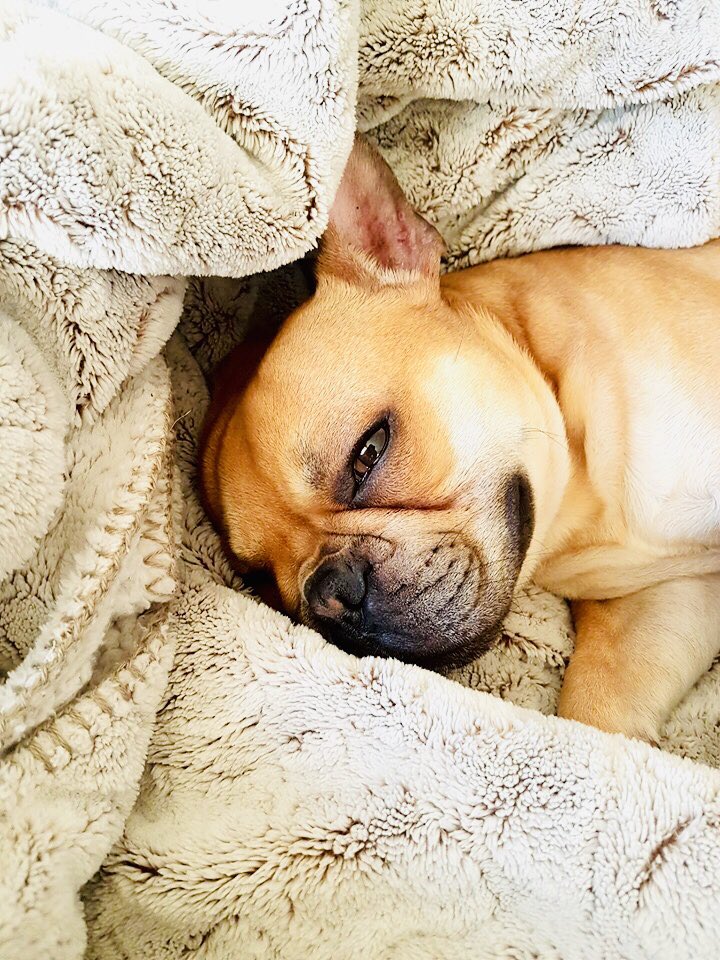 canitips's tweet photo. 🥺Para muchos de nosotros, los perros son almas puras, que no necesitan hablar para demostrar que su infinita lealtad y ternura.😘
.
Buen día amigos del mundo‼️ y mucho amor ❤️ #dogs #dogoftheday #perros #canitips https://t.co/hyzsBZpvyG