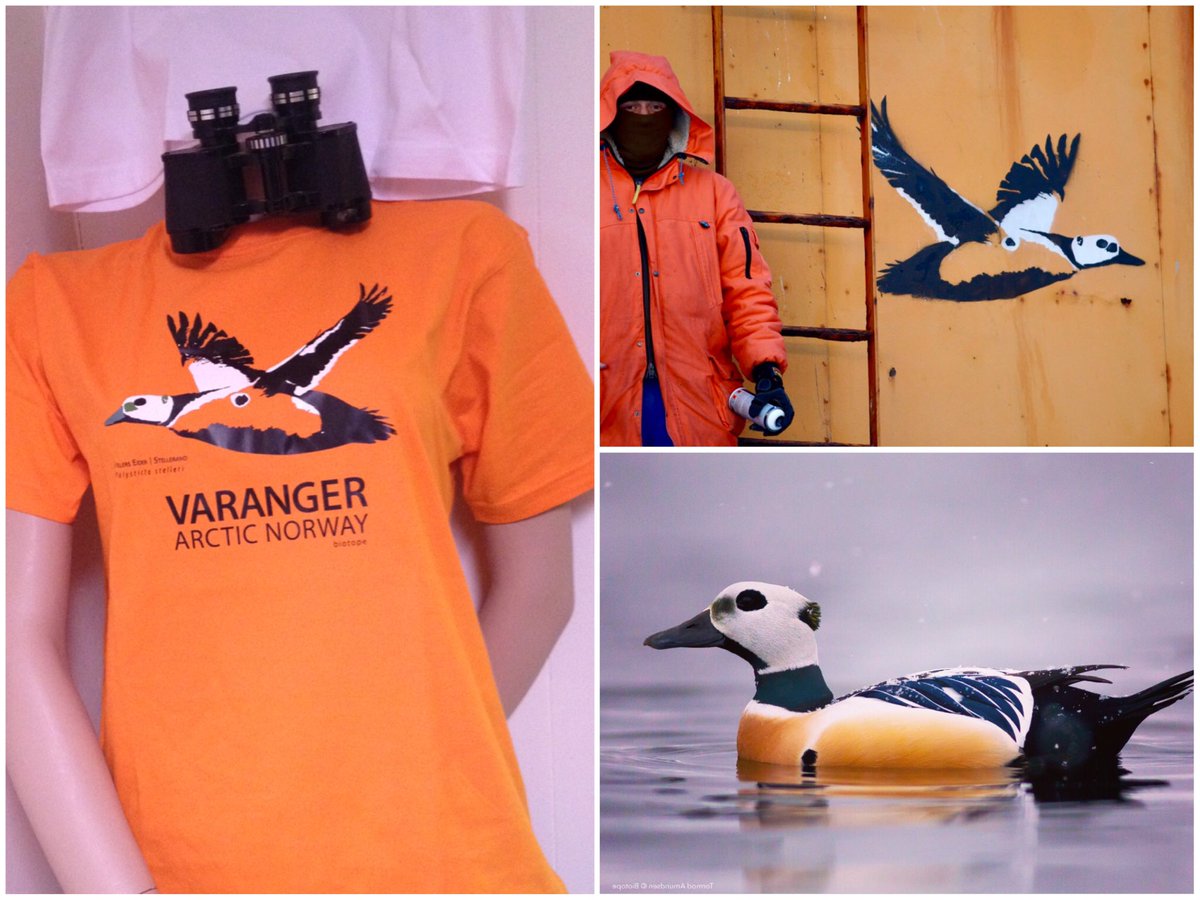Finnmarkbirding's tweet photo. Varanger T-Shirts going cheap!! 
We have just a few left of them and selling at reduced price! But we only have sizes XL and larger(!) available 😎 https://t.co/zkaa3KQTWe #varanger #ducktastic https://t.co/56OyEjLYrE