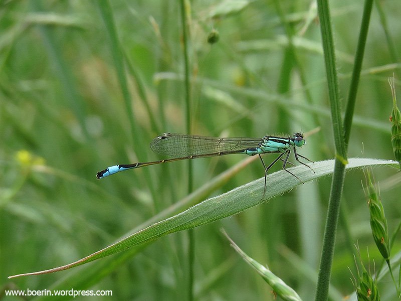 boerinhendrika's tweet image. Soms moet je heeeel veel geduld hebben bij het fotograferen van #insectenopdeboerderij Maar het is gelukt! Een #lantaarntje - een #waterjuffer.