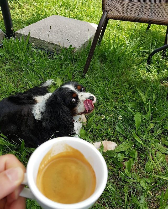 Aj Lizika (susedov psík) sa oblizuje po našom espresse ❤️ zastavte sa na jedno u nás v Hadovciach. Pri nákupe kávy na doma je espresso na nás 🤗 bit.ly/2WCAJNN