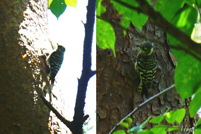 11mtri Twitterissa 最近の近所散歩の野鳥観察 メジロ 春以外に見かけるの初めてかも コゲラ 一心不乱に木をつついてて可愛い ガビチョウ 声が大きくて すぐわかる 最近特によく鳴いてる気がする 鳥が間違ってたらご指摘ください ネットで写真や鳴き声を調べて