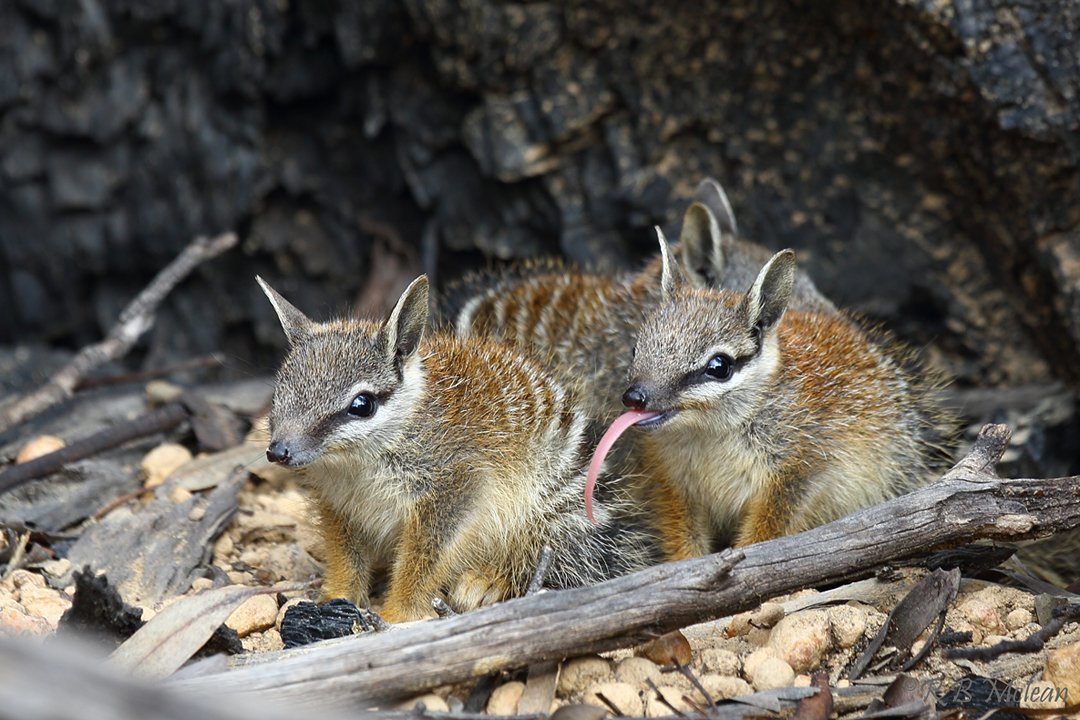 WA's biodiversity gets a win!  Full marks WA Government. See our media release re declaration of feral cats here: peel-harvey.org.au/was-native-ani…