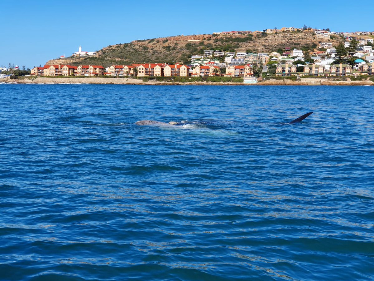 romonza's tweet photo. WELCOME TO THE WHALES!! ⛵🐳🇿🇦
Our first whale watching trip today! The Southern Right Whales are starting to arrive and the sure the first trip was memorable.
#romonza #romonzaboattrips #visitmosselbay #mosselbaytourism #sealisland #gardenroute #MosselBayHasMore #whalewatching https://t.co/KcQEvj1XJf
