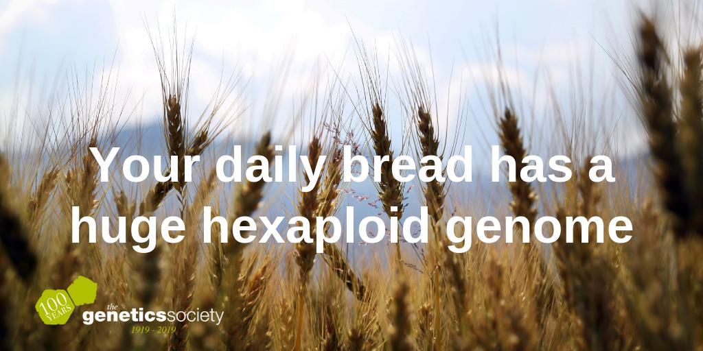 GenSocUK's tweet photo. Wheat genomes are weird! Your daily bread is hexaploid - 6 copies of each chromosome from 3 ancestral species making 17 billion basepairs of DNA. #junome Pic: Marc Wieland https://t.co/AFHUub8a3X https://t.co/JIwSCBMVG8