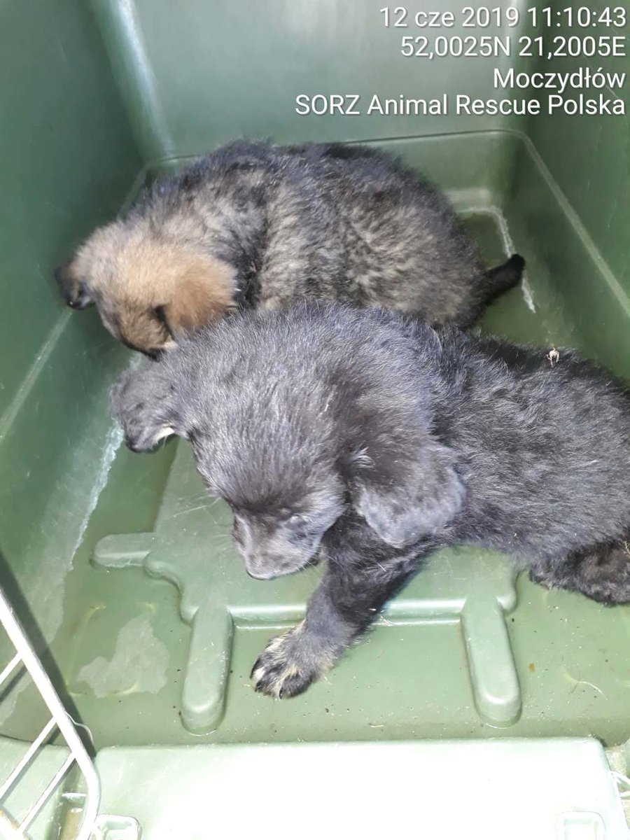 AnimalRescuePL's tweet photo. Szczenięta z Wólki Dworskiej https://t.co/XgWFE6vTYi https://t.co/C0gL4mlPI1