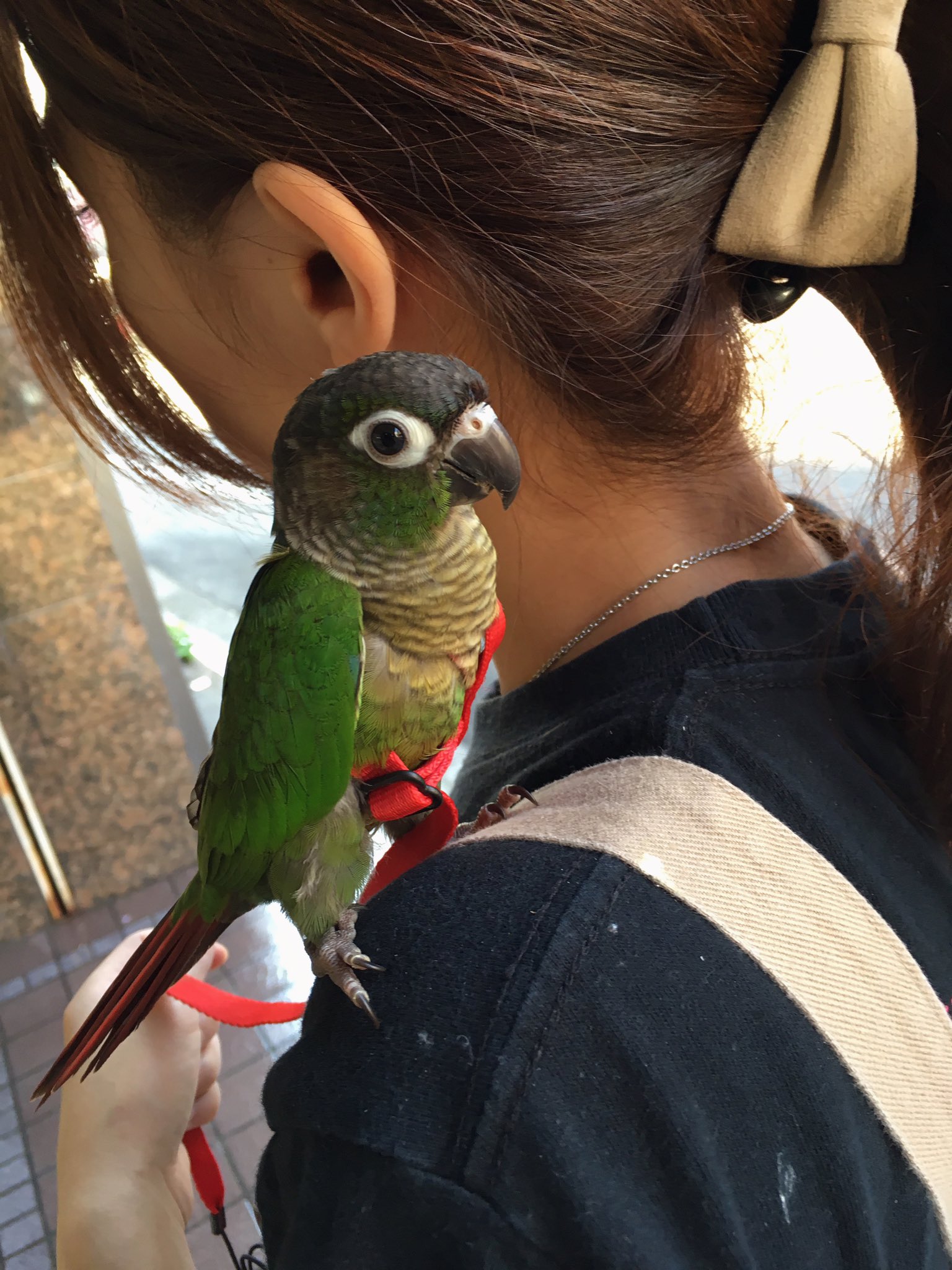 Twitter 上的 えとぴりかtokyo ホオミドリアカオウロコインコのノーマル男の子が本日ハーネスをつけてお散歩デビュー この子にはaviatorのプチサイズを使用しています T Co Wo2dxqitaa Twitter