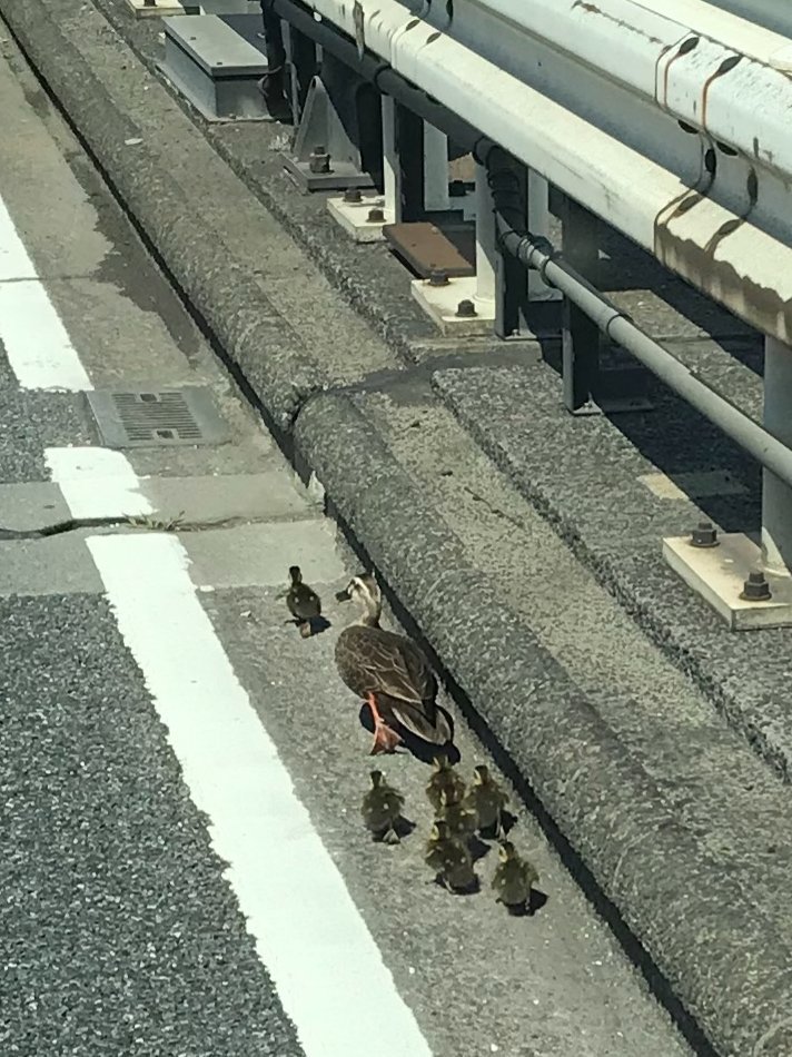 Aku_u_ttr311's tweet photo. 横羽線上りの子安IC手前で発見！
渋滞中だったから車線に出てこなければ大丈夫なハズ…
すぐに首都高緊急ダイヤルに通報したら、｢すぐ現場に向かいます！｣って！
無事に保護されたかな…無事だといいな…
こういう時は#9910に通報すれば対応してくれます！
#カルガモ親子
#首都高 https://t.co/iNZDbc6kyI