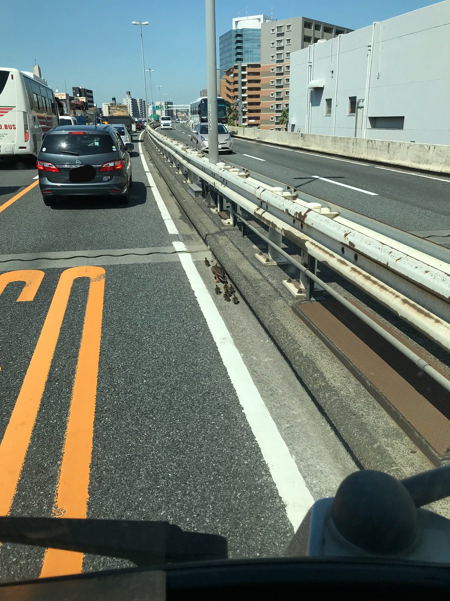 Aku_u_ttr311's tweet photo. 横羽線上りの子安IC手前で発見！
渋滞中だったから車線に出てこなければ大丈夫なハズ…
すぐに首都高緊急ダイヤルに通報したら、｢すぐ現場に向かいます！｣って！
無事に保護されたかな…無事だといいな…
こういう時は#9910に通報すれば対応してくれます！
#カルガモ親子
#首都高 https://t.co/iNZDbc6kyI