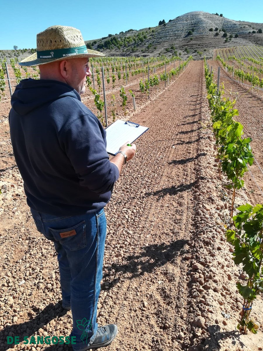 DeSangosseIB's tweet photo. 🚜El equipo de I+D se desplaza a Roturas ( Valladolid), en plena D. O. RIBERA DEL DUERO 🔎
🍇En esta ocasión, la #Viña ha sido la afortunada para el ensayo que vamos a realizar, y así mejorar su evolución 🧬
#EnsayosDSI 🧪
#EquipoDSI
#PlandeNutricion
#TomadeDatos 📝 https://t.co/xI9gjpx3H4
