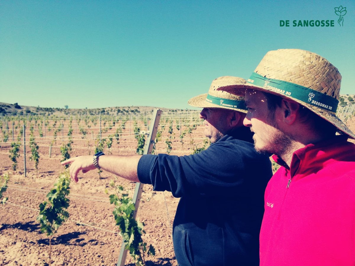 DeSangosseIB's tweet photo. 🚜El equipo de I+D se desplaza a Roturas ( Valladolid), en plena D. O. RIBERA DEL DUERO 🔎
🍇En esta ocasión, la #Viña ha sido la afortunada para el ensayo que vamos a realizar, y así mejorar su evolución 🧬
#EnsayosDSI 🧪
#EquipoDSI
#PlandeNutricion
#TomadeDatos 📝 https://t.co/xI9gjpx3H4