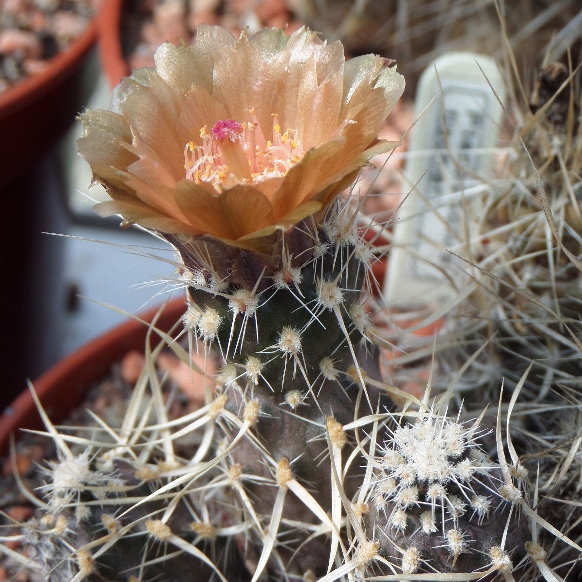Sussexcactisuc1's tweet photo. Rother Valley @CactusSucculent Branch invites you to join them tonight (Thursday 13th June) for an evening of small opuntias with Mike Partridge. Sedlescombe Village Hall TN33 0QP 7.30pm #sussexbcss #bcss #cactus #opuntia #succulents #cactusmeeting #glochids https://t.co/FG6F3L0F4X