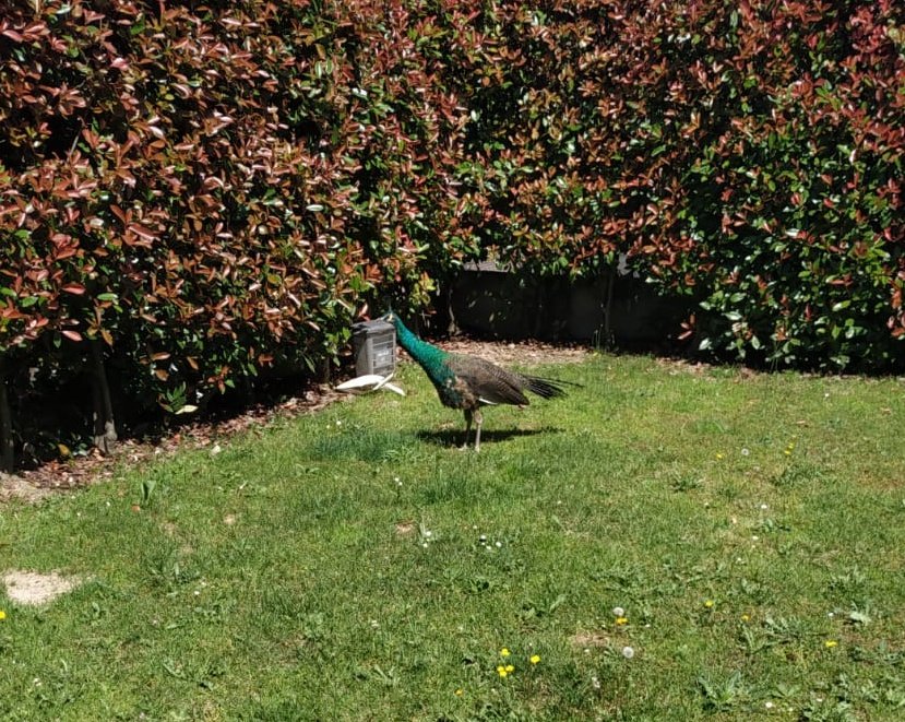 aaaaarioo's tweet photo. RAGA MI È ENTRATO UN PAVONE IN GIARDINO E NON HO LA MINIMA IDEA DI COME ABBIA FATTO https://t.co/ziFGdAG9d3