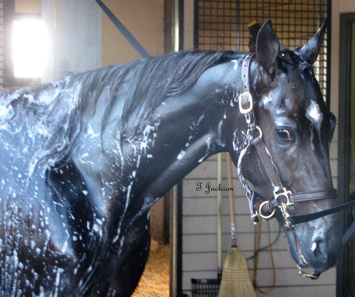 hoosiernations's tweet photo. GoodMorning @Chris_wponies @JoannKi32885615 @rebelsart @jtlburn @kimberlymoier @GlenPeckinpaugh @vnssa926 @KathleenBaitzel @joe_norte @blongphee67 @musicalhossgal @elliotgordon2 @tlvonline @SadandSulk @miller_marijane @HoP_Racing #WIJI #BigMike #CFrancis #MTeague #LBJ15 #TBT https://t.co/6xD9e9kQaX