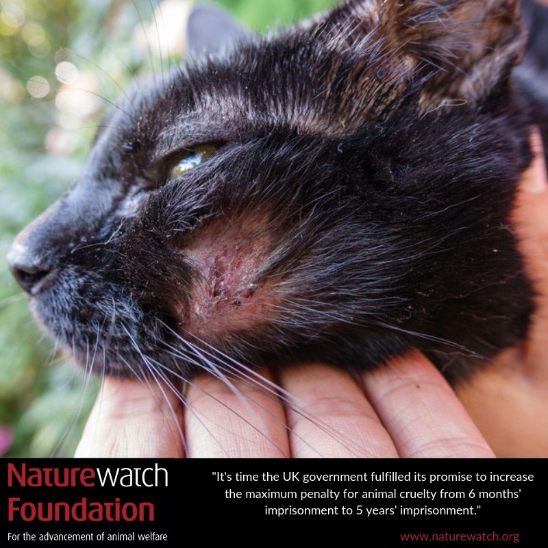 Naturewatch_org's tweet photo. It's time the UK government fulfilled its promise to increase the maximum penalty for animal cruelty from 6 months' imprisonment to 5 years' imprisonment. #DEFRA #animalcruelty #animalwelfare
https://t.co/VUIrub09Jb https://t.co/fC6uqXPvYw