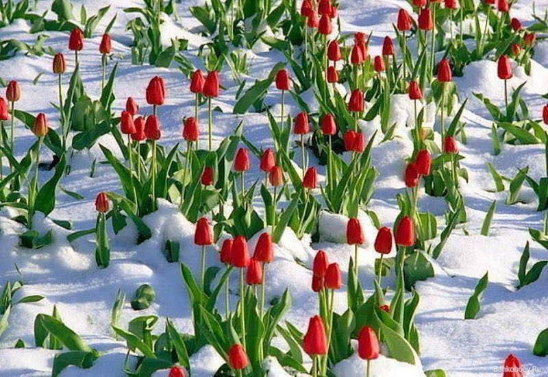 Il Tulipano Che Fiorì Tra La Neve