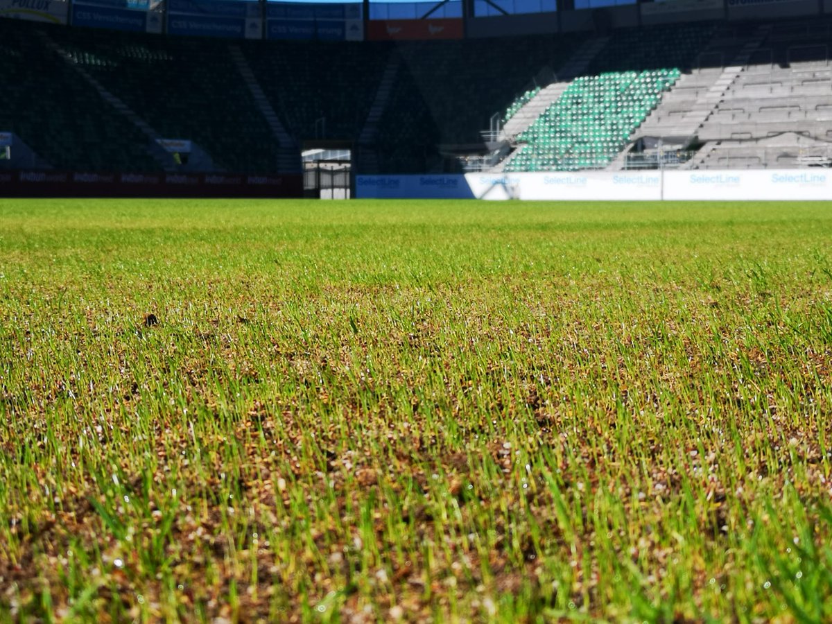 EuroSportsTurf's tweet photo. Day 11 after sowing. We like it! πππ±
@FCSG_1879 #greenkeeper #greenkeeping #FiberElastic #Systemrasen #itsallaboutfootball β½οΈ https://t.co/SVKAEQCdkB