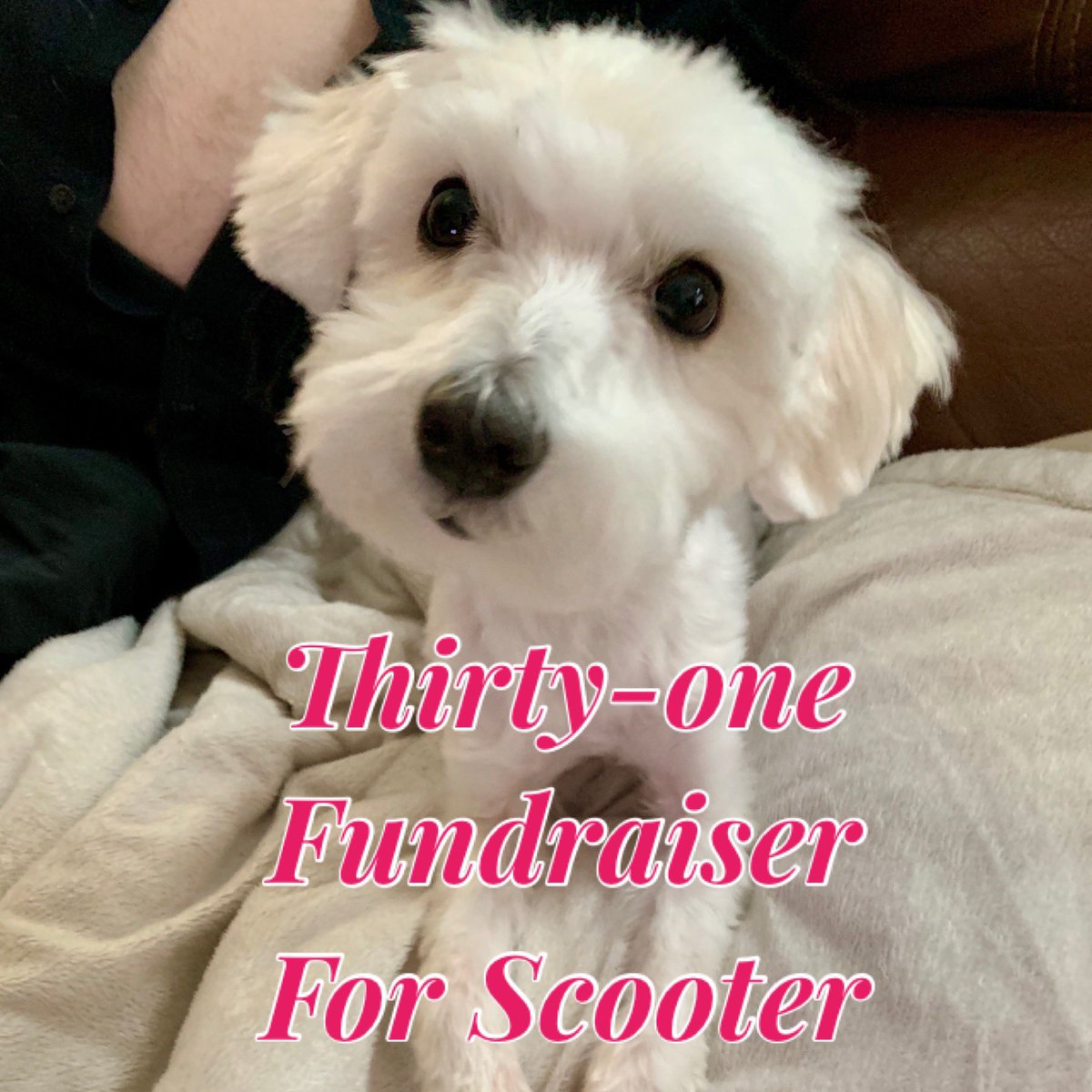 JkneeCliff's tweet photo. #SaveScooter #Shop4Scooter #WheelieDog Scooter needs help! 3 yrs ago he had surgery to repair his malformed T-5 vertebrae. The binding of the implant is dislodging, and if not removed; will cause more damage and most likely death. #ScootersStory 
https://t.co/ExOtP3vGWp https://t.co/yAbmMzRXxa