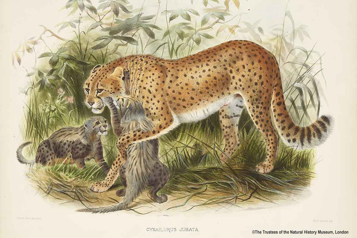 Female cheetahs have been seen courting other females, performing courtship chases and mating circles under moonlit nights. Occasionally this results in one female mounting the other, clasping her with forelimbs and gently biting the scruff of their neck 🌔🐆 #PrideMonth #LGBT