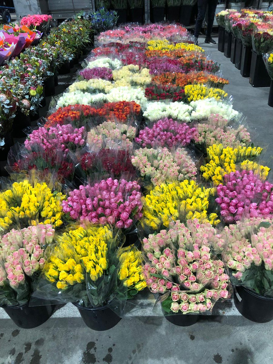 BellaFlowersRw's tweet photo. Our beautiful #roses from #Rwanda on #Australia market. Our aim is to strengthen our brand in this market by supplying #premiumqualityroses. @Rwandafresh @RwandAgriExport @NewTimesRwanda @RwandaAgri @RDBrwanda . https://t.co/5tOqkdDeAB