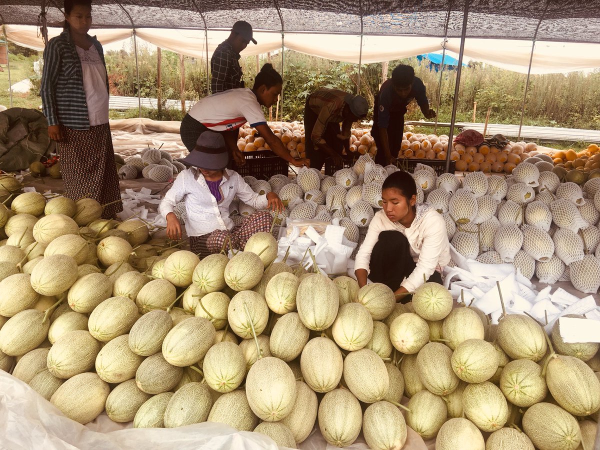 thiritun06's tweet photo. Medihub Farm, member of Myanmar Melon Producer &amp; Exporeter Association, producing chemical free &amp; high quality muskmelons and directly selling to supermarkets in China! MMPEA is the partner of #winrock’s melon Value Chain Project funded by #USAID https://t.co/JIHgXRZe5J
