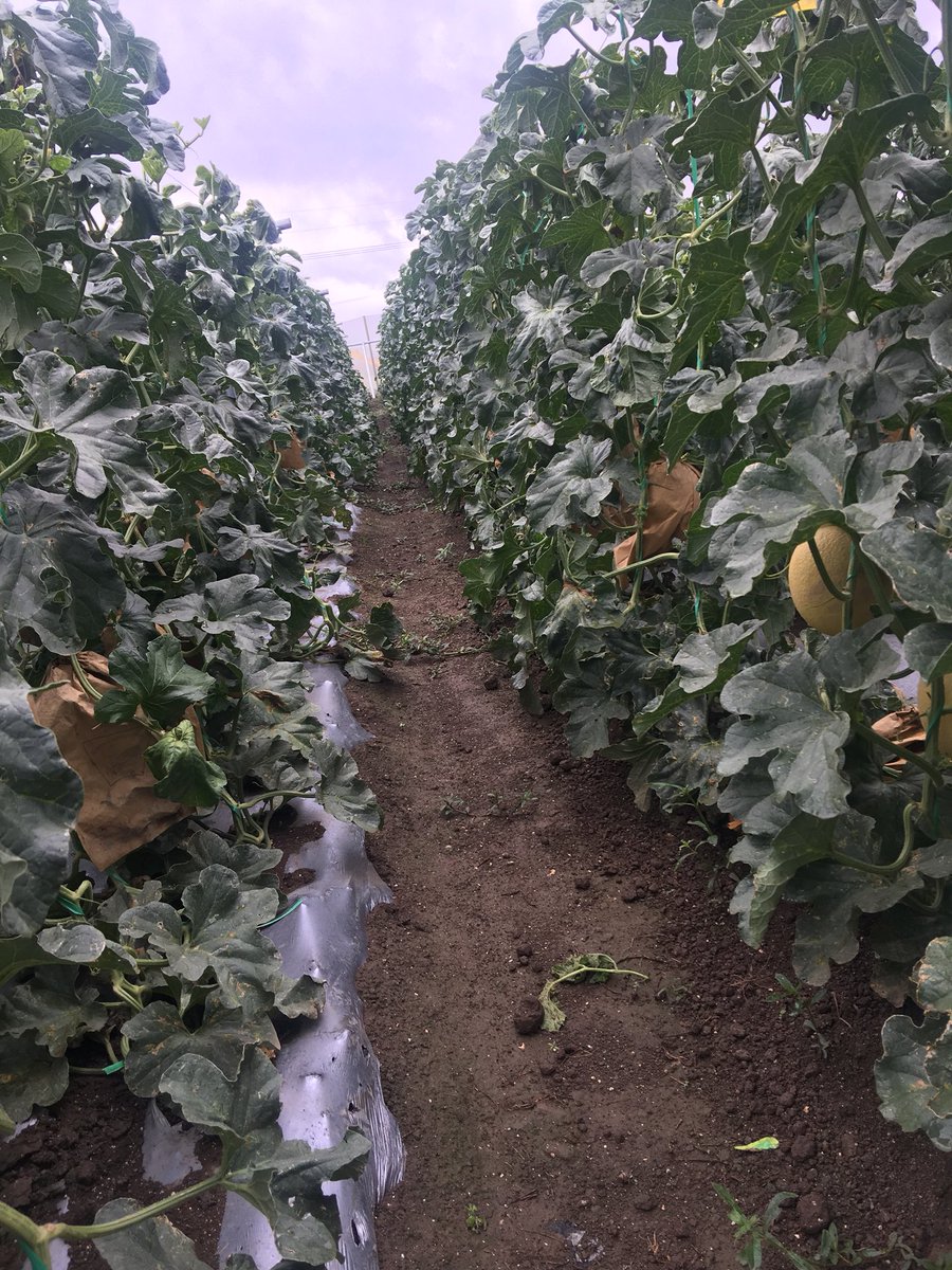 thiritun06's tweet photo. Medihub Farm, member of Myanmar Melon Producer &amp; Exporeter Association, producing chemical free &amp; high quality muskmelons and directly selling to supermarkets in China! MMPEA is the partner of #winrock’s melon Value Chain Project funded by #USAID https://t.co/JIHgXRZe5J