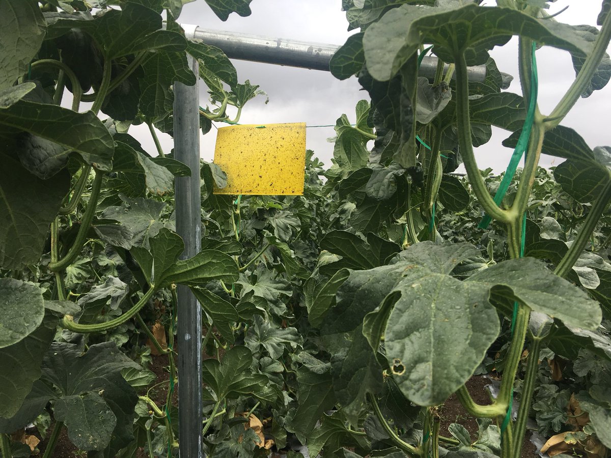 thiritun06's tweet photo. Medihub Farm, member of Myanmar Melon Producer &amp; Exporeter Association, producing chemical free &amp; high quality muskmelons and directly selling to supermarkets in China! MMPEA is the partner of #winrock’s melon Value Chain Project funded by #USAID https://t.co/JIHgXRZe5J