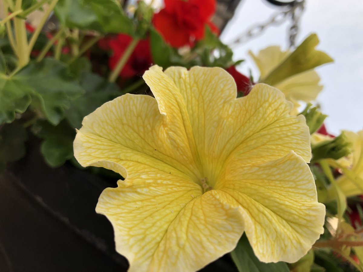arcusrutland's tweet photo. Beautiful flowers outside the office from @oakhaminbloom https://t.co/jHHCUqjwGc