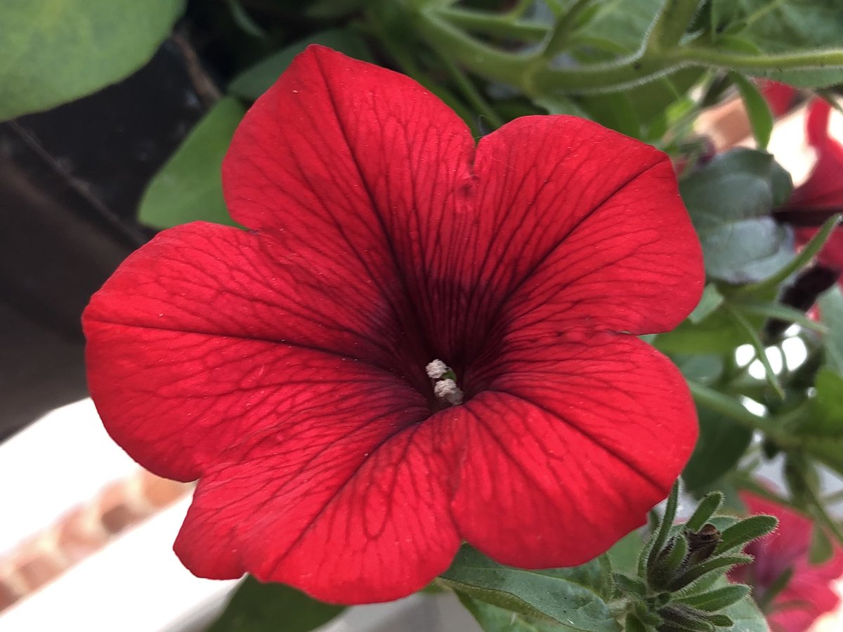 Beautiful flowers outside the office from @oakhaminbloom