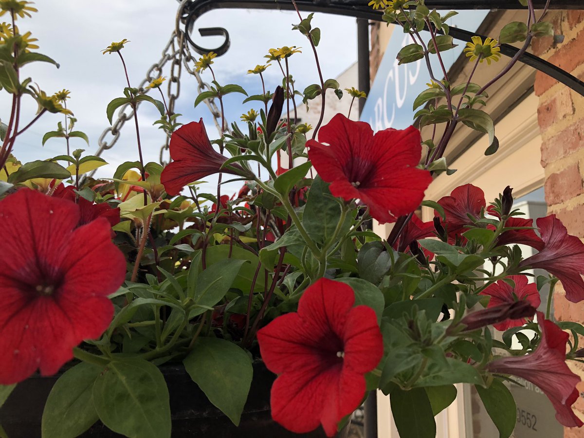 arcusrutland's tweet photo. Beautiful flowers outside the office from @oakhaminbloom https://t.co/jHHCUqjwGc