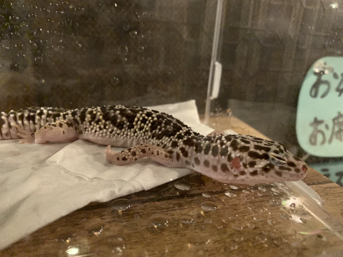 ふくろうカフェricky盛岡店スタッフ Pa Twitter リラックスtime ふくろうカフェricky ふくろうカフェ 盛岡店 ふくろうカフェricky盛岡 レオパ