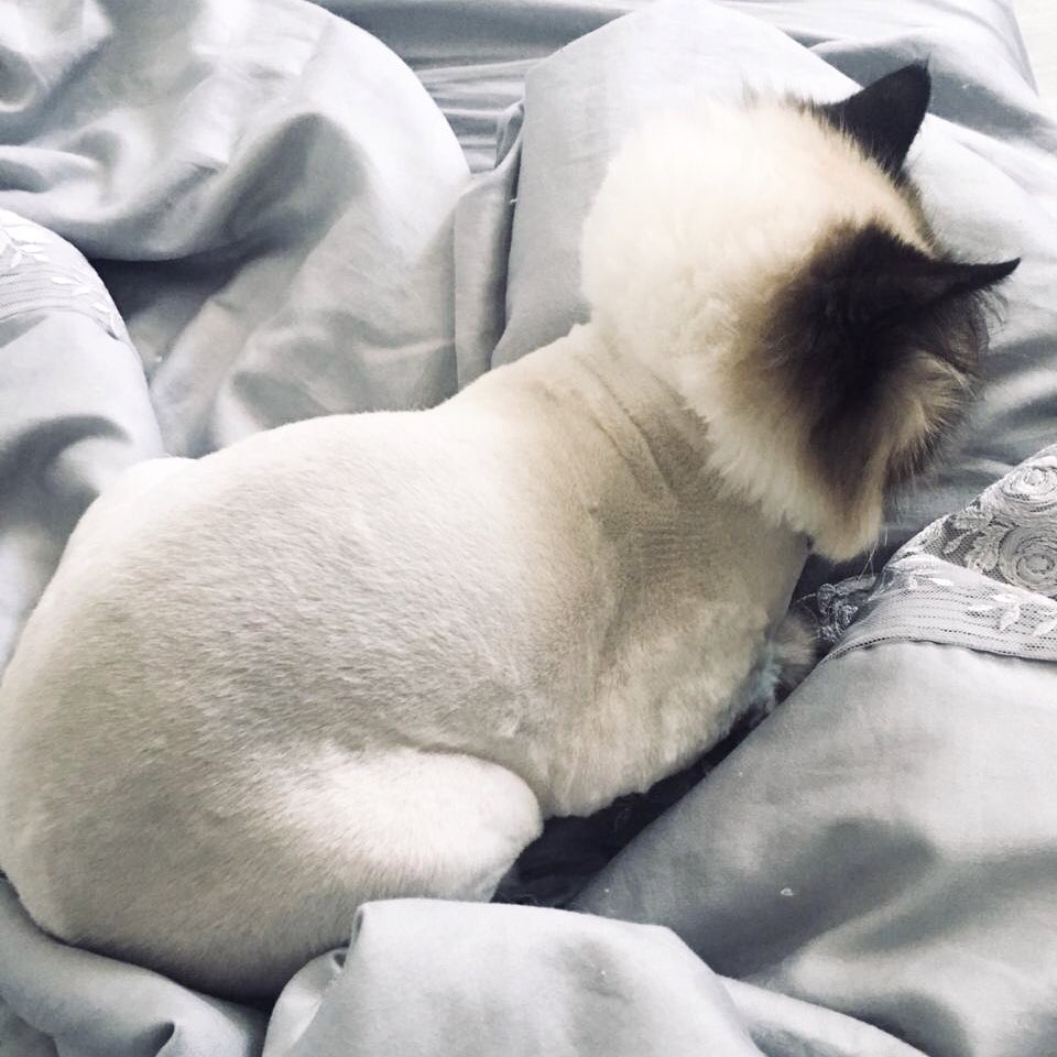 rummrr's tweet image. летний