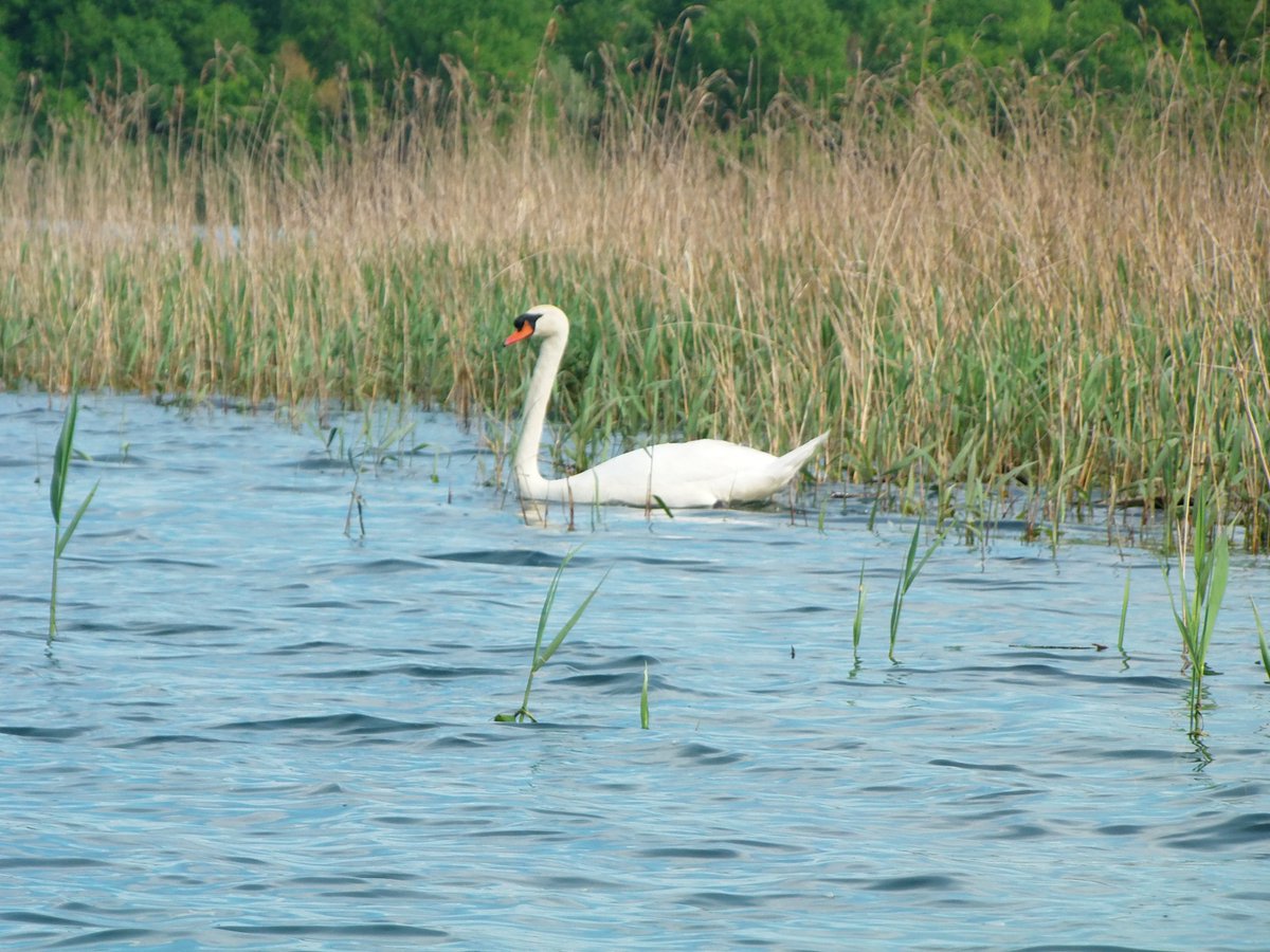CchmDer's tweet photo. Une nouvelle saison à débuté au Lac du Der. Voici quelques photos d'oiseaux prise pendants nos séjours.
#ornithologie #der #ecoledevoile #braucourt #cchm #centreculturelhautmarnais #oiseaux #hirondelle #nid #grues #vole #cygne https://t.co/1iOl2uJqQ3