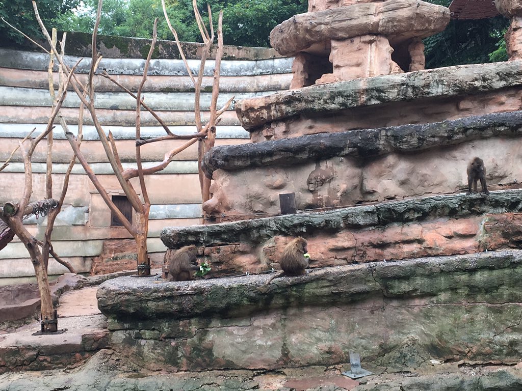 We are all up and packed! The children have just made baboon enrichment out of sunflower seeds, vegetables and lettuce. It was packed in cardboard for the baboons to open. Here are the baboons enjoying their feast!