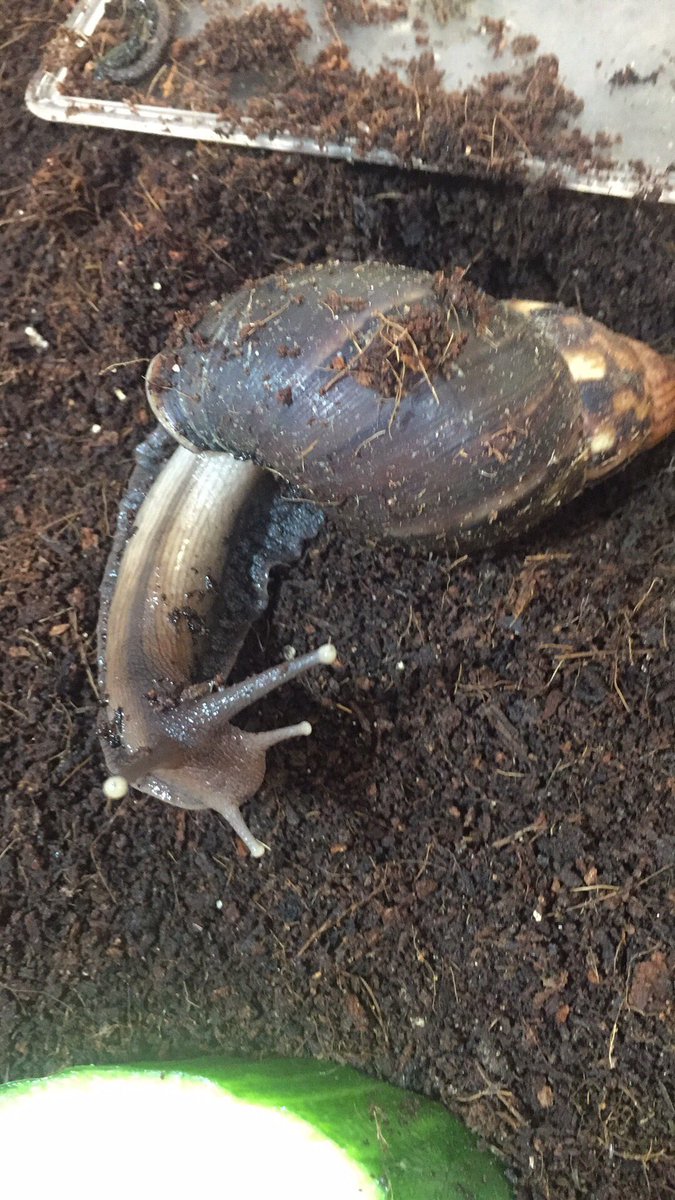 Clive_Hill's tweet image. Just had 5 Giant African Land Snails delivered by a parent 😂 #BiologistProblems