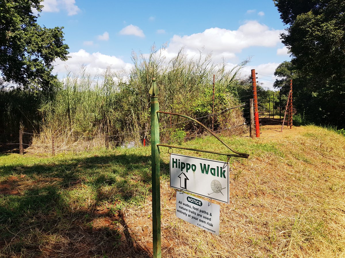 KPLodge's tweet image. Head to the Hippo Walk and view the hippo's from up close 👀 Book your trip by contacting us on +27 (0) 13 737 5000 or email kruger@legacyhotels.com #LegacyHotels