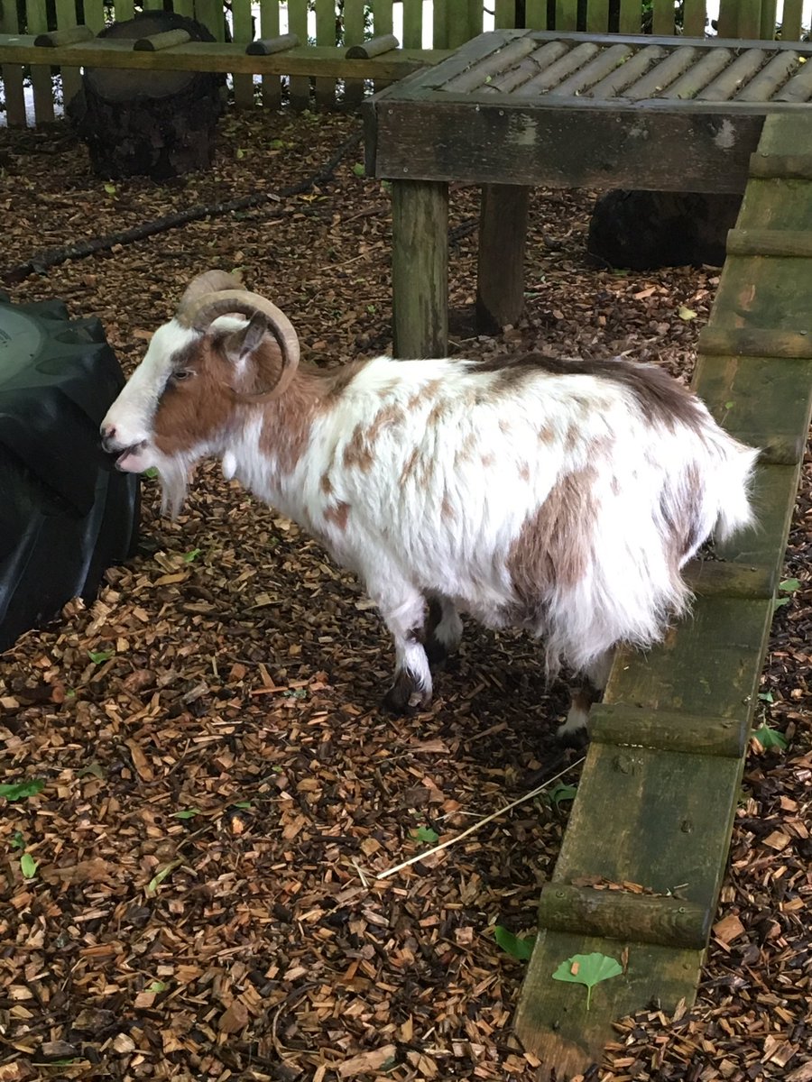 A zoo full of wild animals and the children all fall in love with....Gonzo the goat!