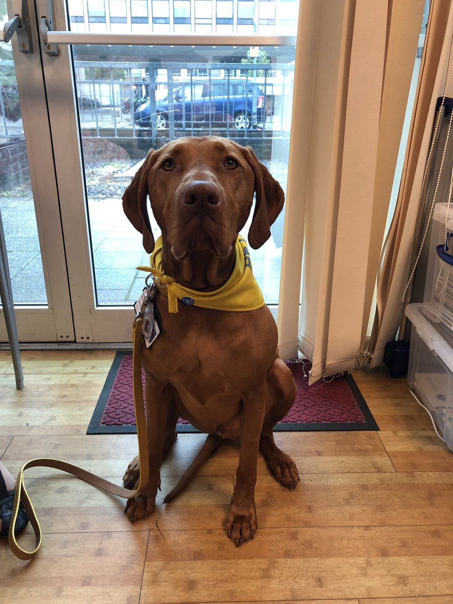 CUH_Volunteers's tweet image. Our @PetsAsTherapyUK dog Hugo proudly wearing his 50 hour badge @CUH_NHS #makingadifference #patdog #volunteering #thankyou
