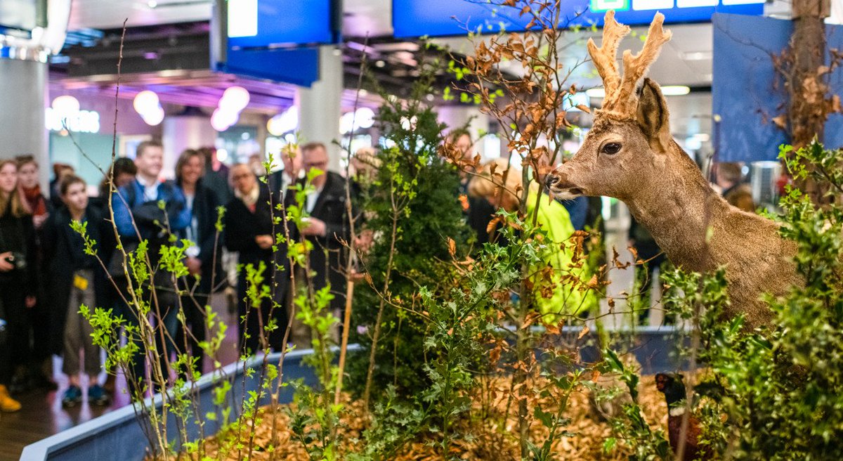 Een #TinyForest midden op station Amsterdam Centraal? Het is bijna niet voor te stellen, maar echt waar! Midden in de stationshal staat deze week een pop-up Tiny Forest... bit.ly/2MHhoen <a href="/NS_online/">NS online</a> 
📷: Maaike Poelen