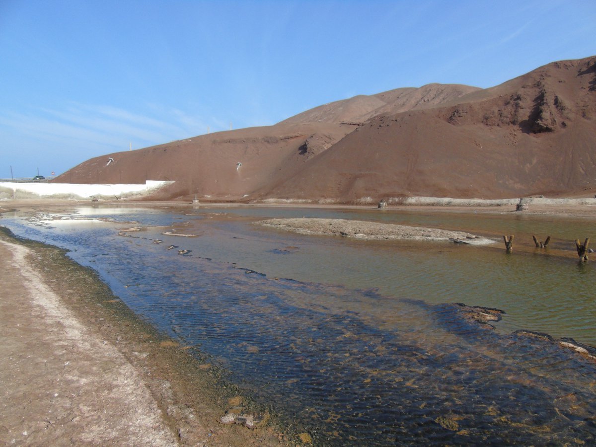 Juan de los Zorros🌵🌳 tweet media