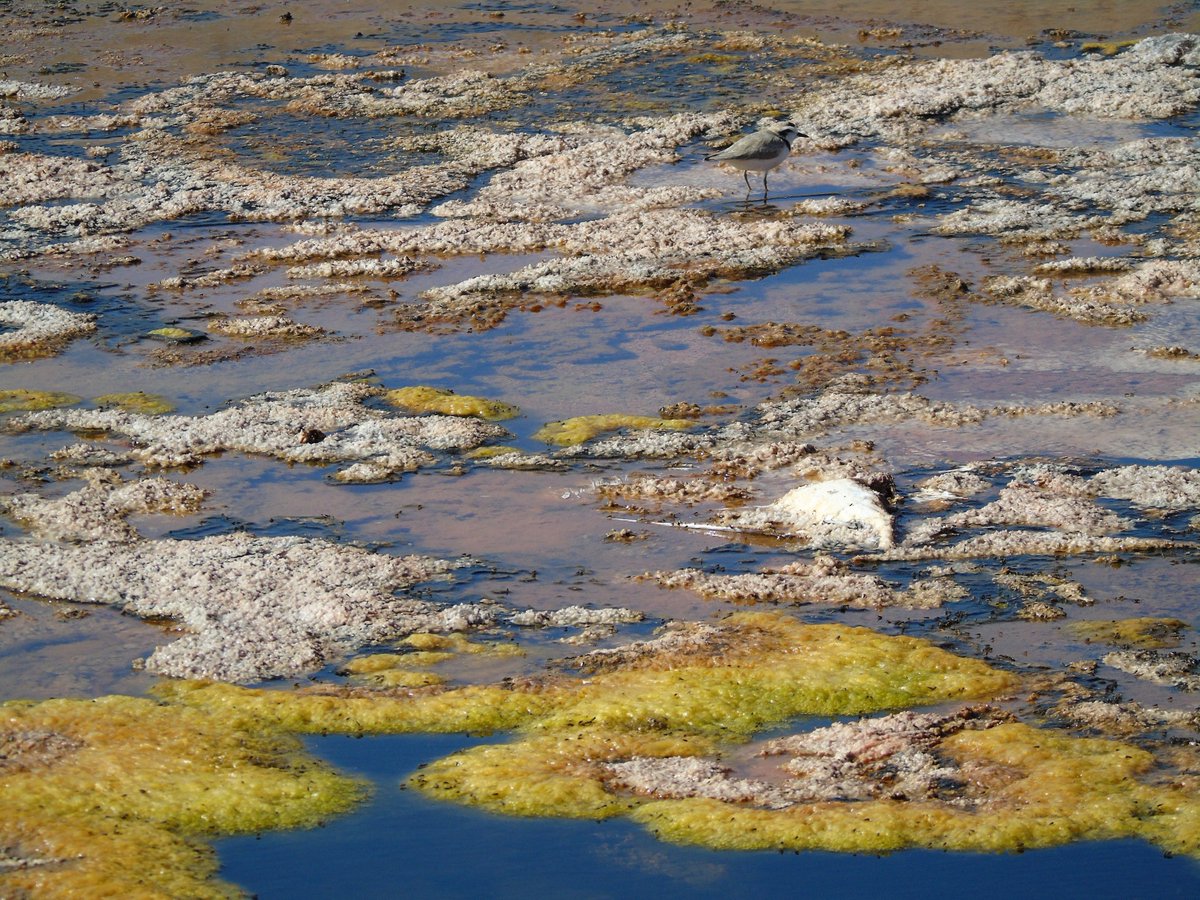 Juan de los Zorros🌵🌳 tweet media