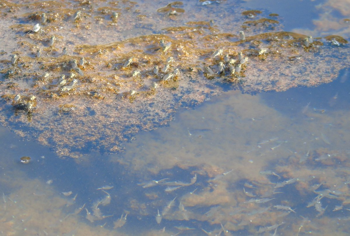 No es necesaria viajar al altiplano para ver un salar: Laguna somera costera en Antofagasta: Presencia de estromatolitos, invertebrados, insectos, aves y la belleza del lugar.