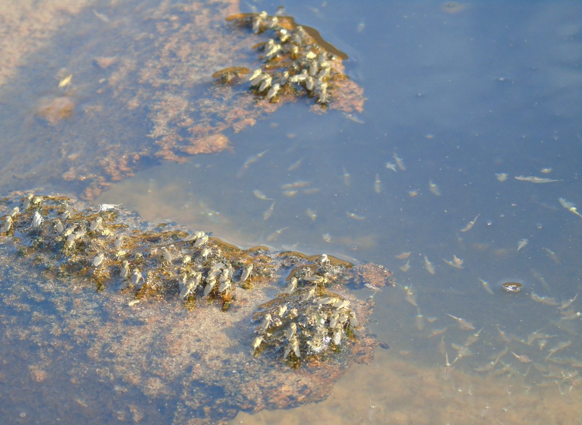 Juan de los Zorros🌵🌳 tweet media