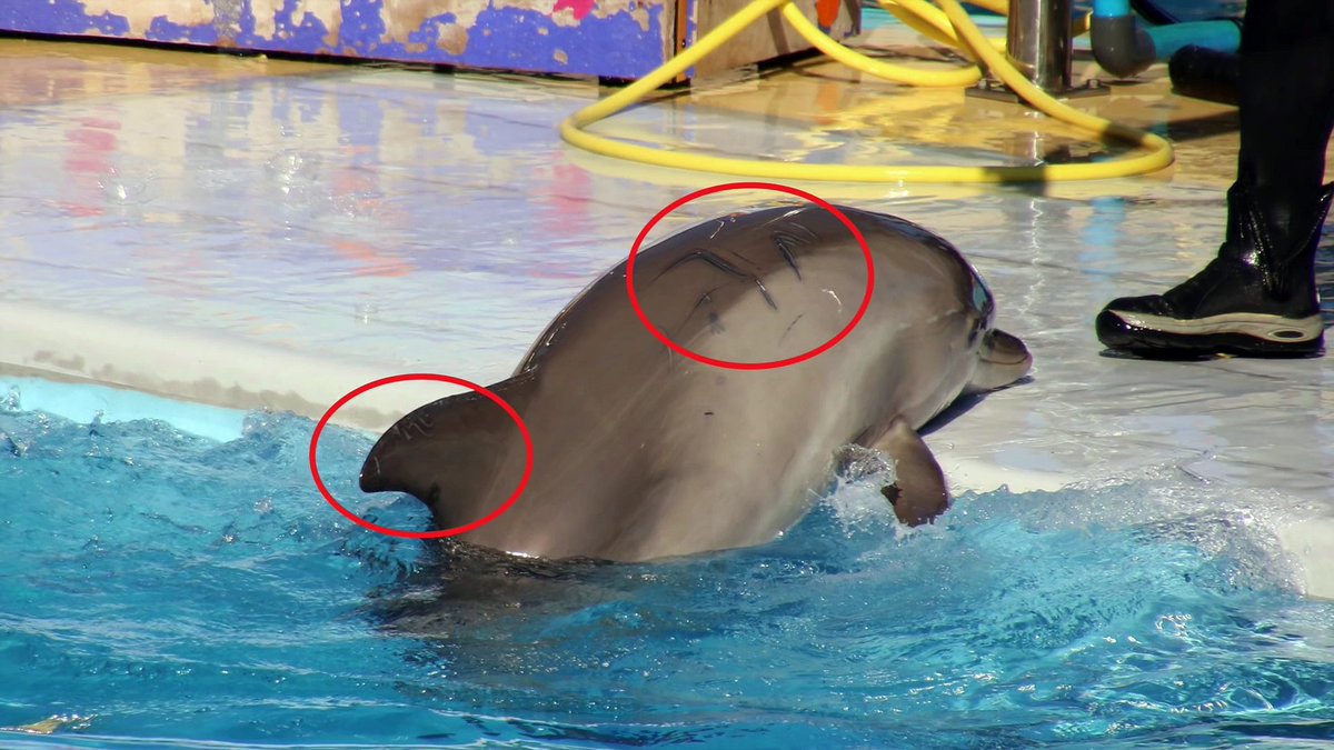 _Naeray's tweet photo. Le Canada a annoncé l'interdiction de la captivité et l'élevage de baleines et de dauphins, ainsi que l'interdiction de l'importation et l'exportation de mammifères marins dans son territoire, avec l'exception pour les animaux capturés à des fins scientifiques

Un pas en avant 🐋 https://t.co/IHZf6DrZ34