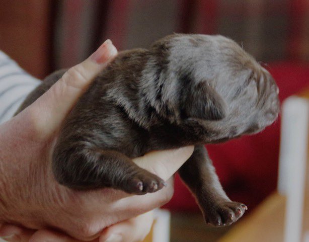 VisitDartmoor's tweet photo. There’s going to be a new member of the Visit Dartmoor Team 💜 She’s 3 days old, &amp;  will come to live with me on Dartmoor in August. 🥰 Her mum is the very double of Daisy, I’m in love with this little scrap already, she will be named Maisie. 🐾🐾🐾🐾
#dartmoor #DogsofTwittter https://t.co/nS1qlMpguZ