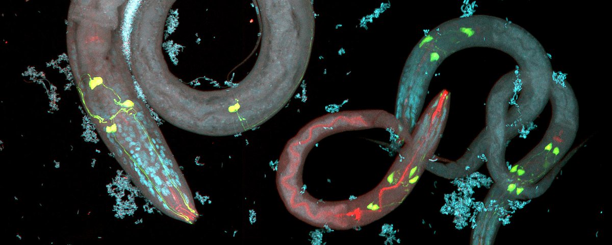 BlavatnikAwards's tweet photo. .@TheScientistLLC features 2018 Blavatnik Laureate in #Israel @OdedRechavi @TelAvivUni @AFTAU recent study in @CellCellPress on #transgenerationalinheritance #Celegans #molecularmemories https://t.co/aOowCmzKMi https://t.co/jl3AOxgua1
