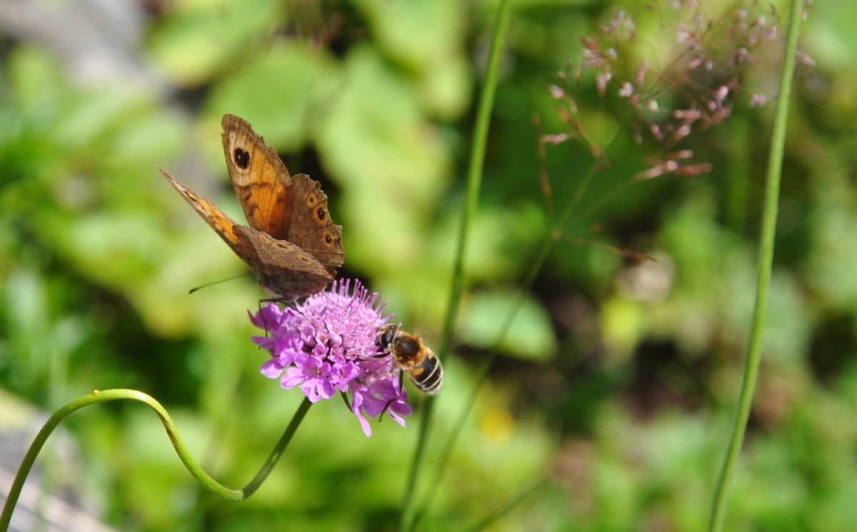 Riemke Koemans is de winnaar van de @GroeiNL fotowedstrijd. De foto 'Dubbelleven' is gekozen uit meer dan 250 foto's, het leven spat er vanaf! Benieuwd naar de nummers 2 en 3? Check ze hier: bit.ly/2XacTx9 #tuinweek #levendetuin