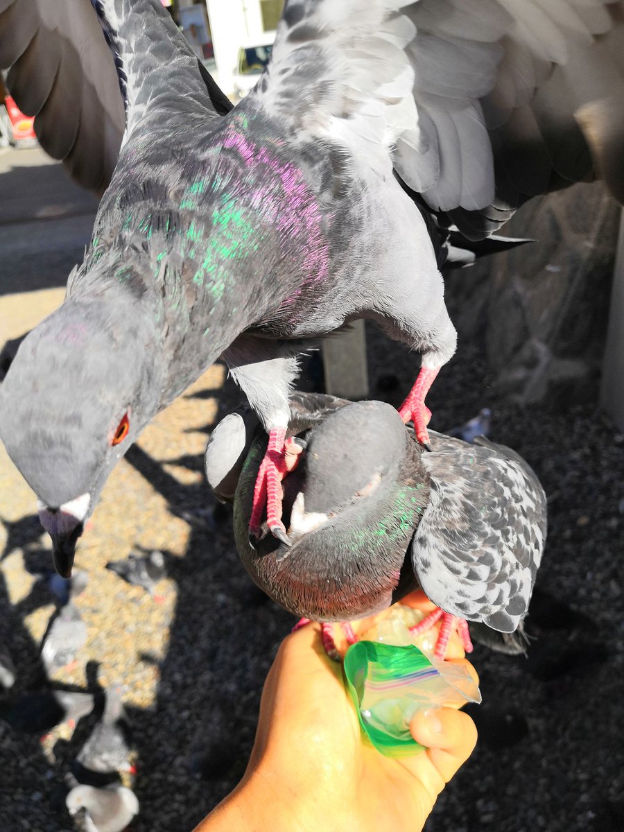 busaik's tweet photo. 鳩でもみくちゃにされてゃあなら名古屋に来るがね！
#NationalPigeonDay 
#名古屋
#大須観音 https://t.co/RPW7m7It3i